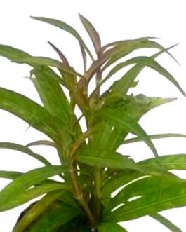 Hygrophila quadrivalvis Needle Leaf (3 stems)