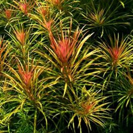 Pogostemon dassen/ Pogostemon stellatus dassen purple (3 stems)