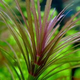 Pogostemon dassen/ Pogostemon stellatus dassen purple (3 stems)