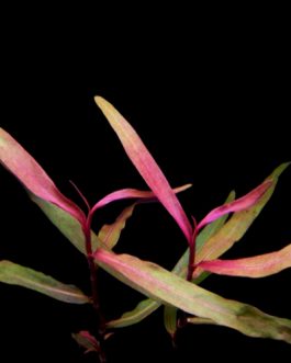 Polygonum sp pink (3 stems)