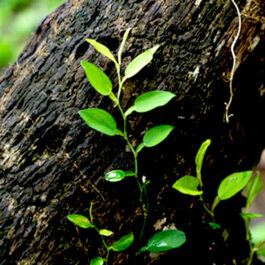 Pothos Scandens (single plant)