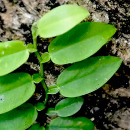Pothos Scandens (single plant)