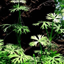 Ranunculus inundatus (1 plant)