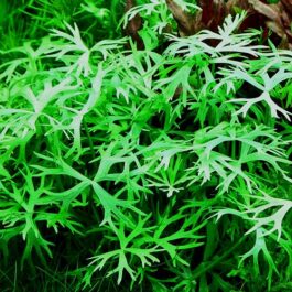 Ranunculus inundatus (1 plant)