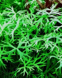 Ranunculus inundatus (1 plant)