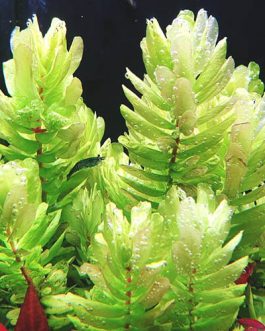 Rotala Tulunadensis (6 stems)