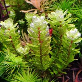 Rotala Tulunadensis (6 stems)