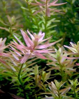 Rotala pink/ Rotala rotundifolia pink (6 stems)