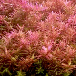 Rotala pink/ Rotala rotundifolia pink (6 stems)