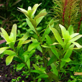 Rotala sp Ceylon (6 stems)