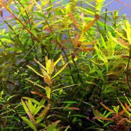 Rotala sp Ceylon (6 stems)