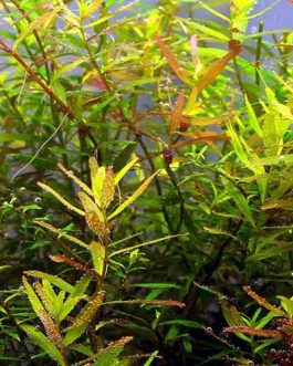 Rotala sp Ceylon (6 stems)