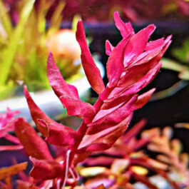 Rotala sp Yarabje (6 stems)