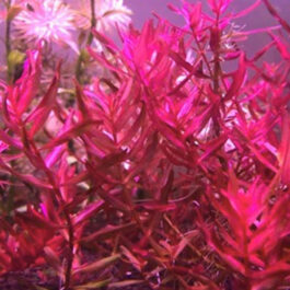 Rotala sp Yarabje (6 stems)