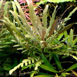 Staurogyne sp Bihar (1 stem)