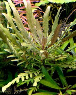 Staurogyne sp Bihar (1 stem)