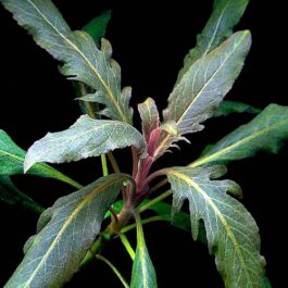 Staurogyne sp Bihar (1 stem)