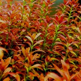 Ammania Sp Sulawesi (3 stems)