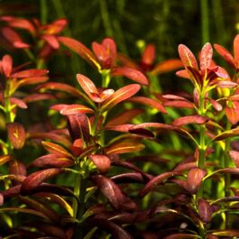 Ammania Sp Sulawesi (3 stems)