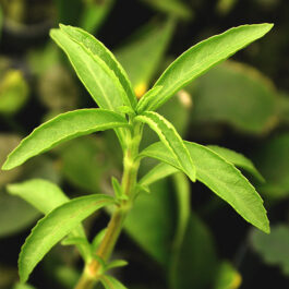 Hygrophila Balsamica (3 stems)
