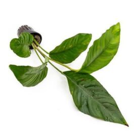 Anubias Heterophylla (single plant pot)