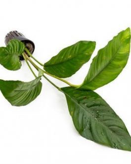 Anubias Heterophylla (single plant pot)