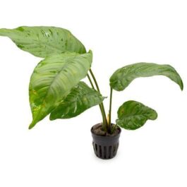 Anubias Heterophylla (single plant pot)