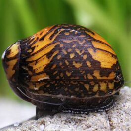 Batik snail ( 5 nos)