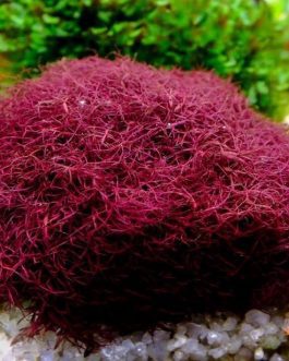 Red moss and shrimp hiding cave combo