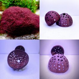 Red moss and shrimp hiding cave combo