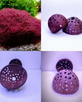 Red moss and shrimp hiding cave combo