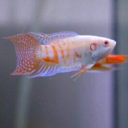 Albino Paradise pair