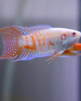Albino Paradise pair