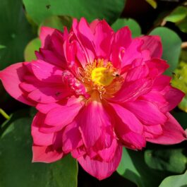 Yellow pror pink Siam ruby Foreigner white lotus tuber combo