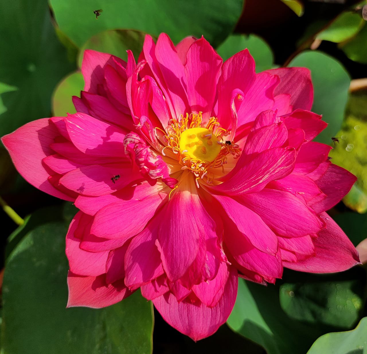 Yellow pror pink Siam ruby Foreigner white lotus tuber combo - Image 2