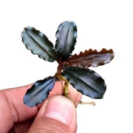 Bucephalandra black cobra