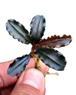 Exotic Live Aquatic Plant for Fresh Water Anubias heterophylla Potted P255 BY Jayco **Buy 2 GET 1 FREE 