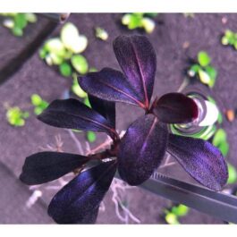 Bucephalandra black cobra