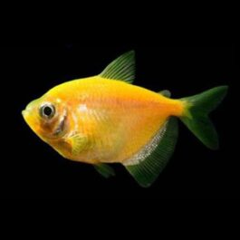 Yellow widow tetra (5 pcs)