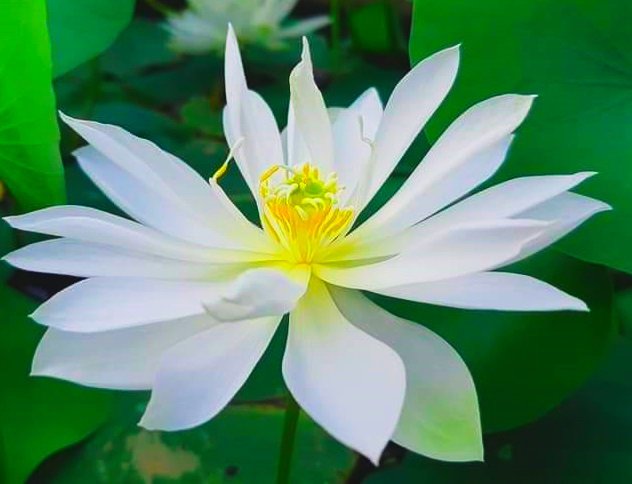 Heart blood, foreigner lotus tuber combo ( 2 tubers) - Image 4