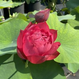 Heart blood, foreigner lotus tuber combo ( 2 tubers)