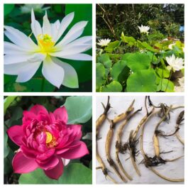 Heart blood, foreigner lotus tuber combo ( 2 tubers)