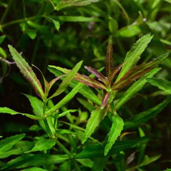 Limnophila Repens (3 Stems) - Image 4