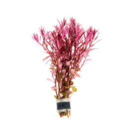 Rotala Narrow leaf Macrandra Red (large pot)