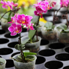 Anthurium and Orchids