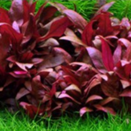 Alternanthera Sp. Burgundy (3 Stems)