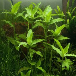 Floscopa Scandens/ Underwater Bamboo (3 Stems)