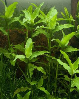 Floscopa Scandens/ Underwater Bamboo (3 Stems)