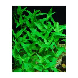 Floscopa Scandens/ Underwater Bamboo (3 Stems)