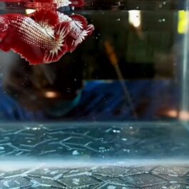FCCP Startail hmpk betta pair